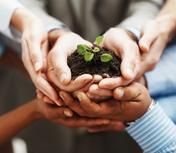 Multiple hands cradling a green seedling symbolizing community unity